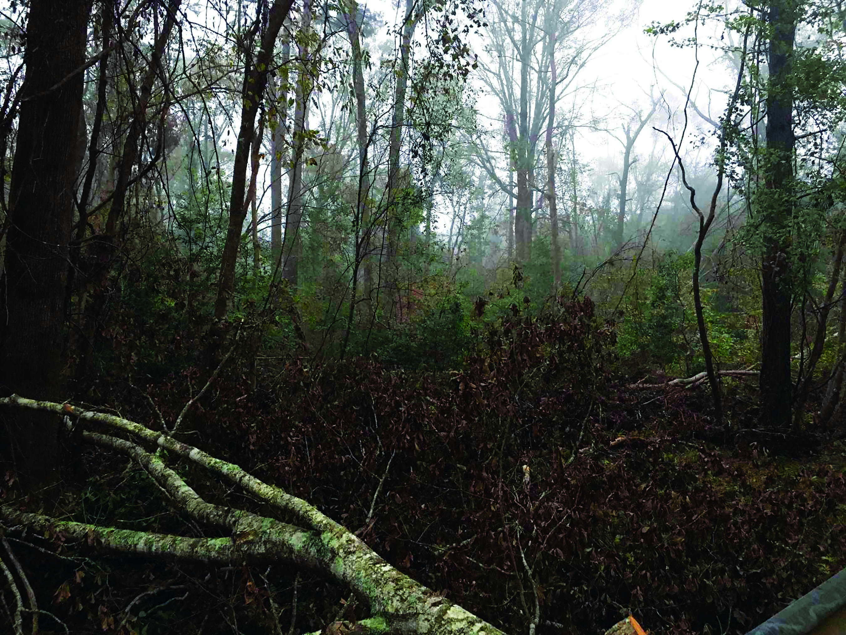 Hurricane Laura and wild turkeys in Kisatchie National Forest